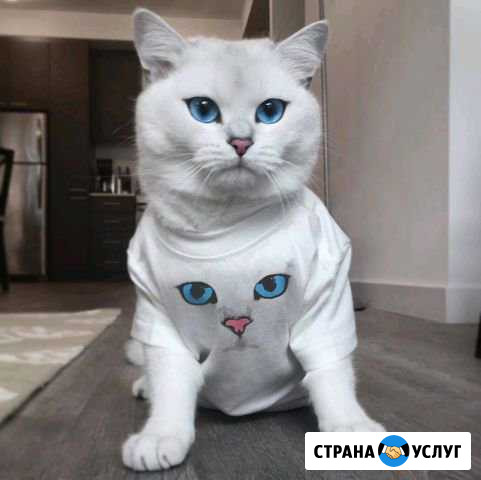 Передержка животных Самара - изображение 1