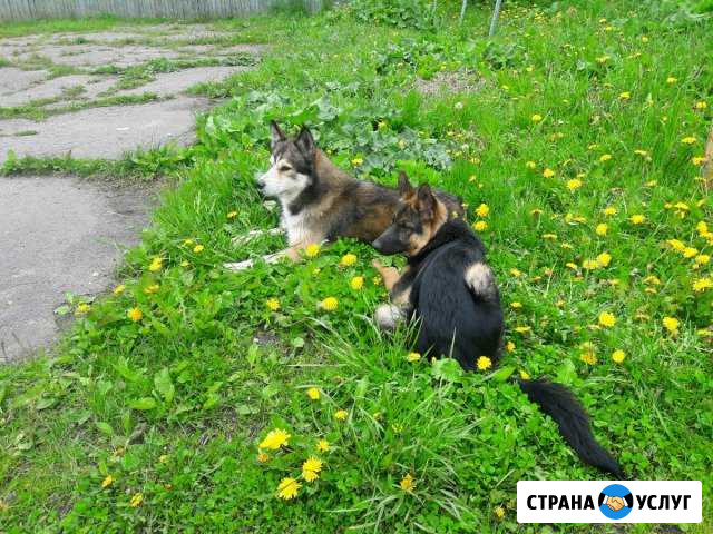 Дрессировка собак Слободской - изображение 1