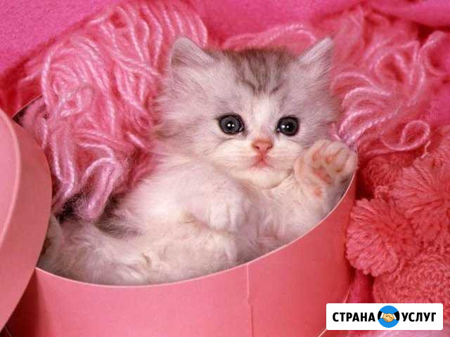 Передержка животных, гостиница(в квартире) Нижний Новгород - изображение 1