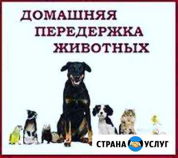 Передержка питомца домашнего Ярославль