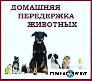 Передержка питомца домашнего Ярославль - изображение 1