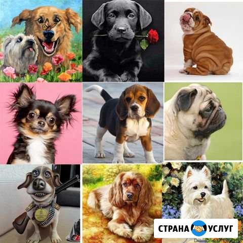 Выгул собак Магадан - изображение 1