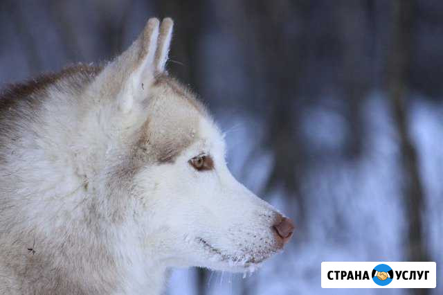 Вязка. Кобель хаски Балашиха - изображение 1
