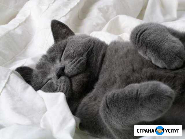 Гостиница для животных Клин - изображение 1