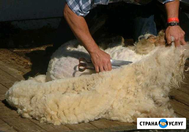 Стрижка овец Убинское - изображение 1