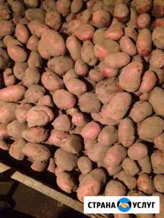 Продаю картофель Чебоксары