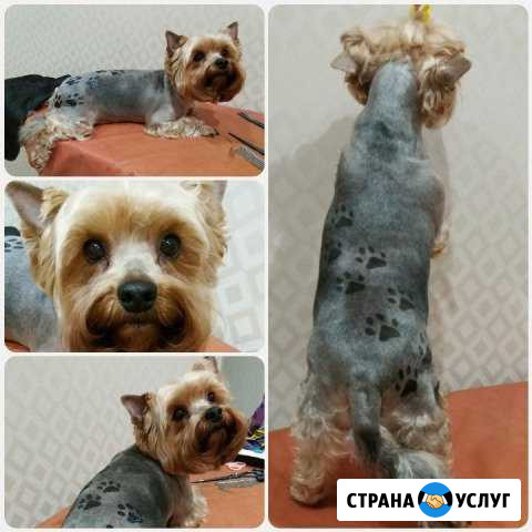 Стрижка собачек и кошек на дому Сасово - изображение 1