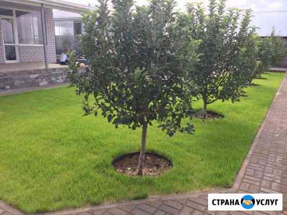 Посев газона Волгоград