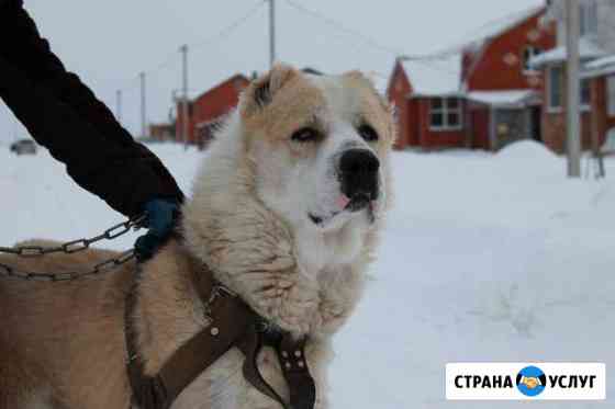 Вязка. Среднеазиатская овчарка Разумное