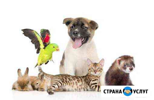 Передержка для животных Нижний Новгород