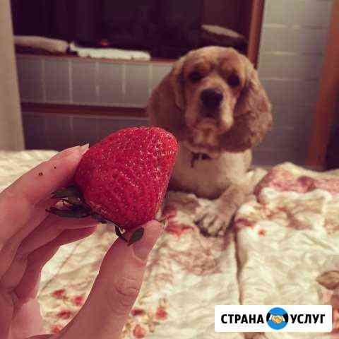 Кокер Спаниель Американский Белгород