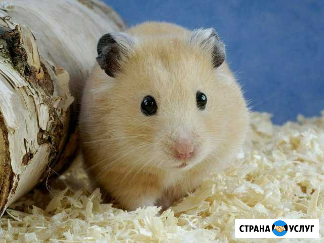 Передержка домашних животных, в том числе экзоты Новосибирск - изображение 1