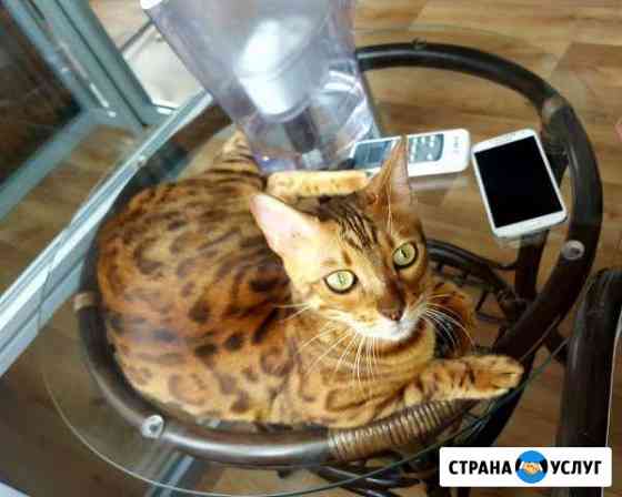 Гостиница для Кошек / Передержка Кошек Москва