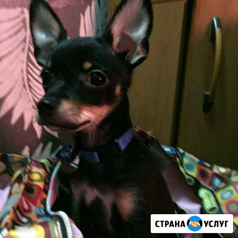 Гостиница для домашних животных Норильск - изображение 1