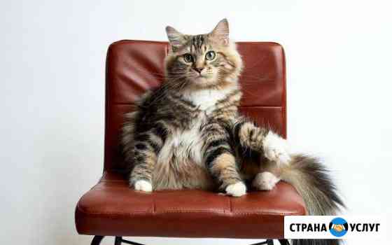 Передержка кошек Сыктывкар