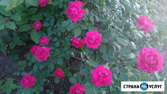 Уход за могилой Саратов - изображение 1