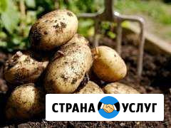 Картофель деревенский Лениногорск - изображение 1