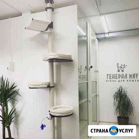 Передержка кошек Реутов