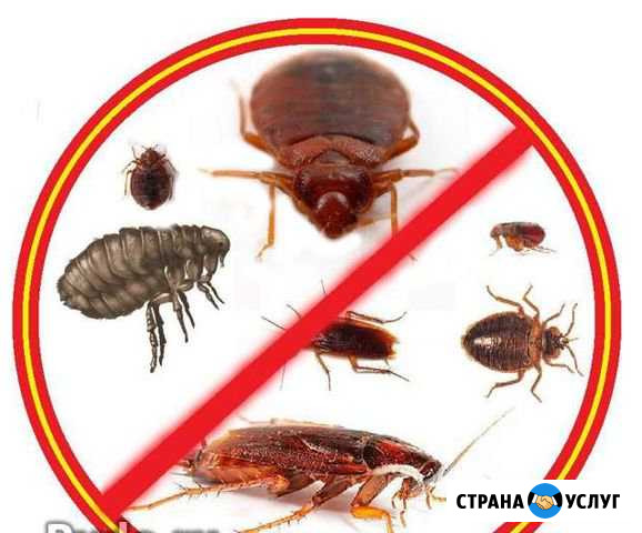 Уничтожение тараканов, клопов,крыс, мышей, клещей Аксай - изображение 1