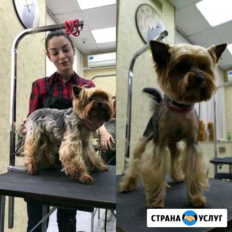 Стрижка собак и кошек. Груминг Москва - изображение 1