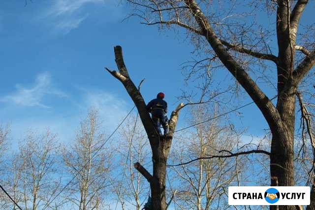 Спил деревьев Изобильный - изображение 1