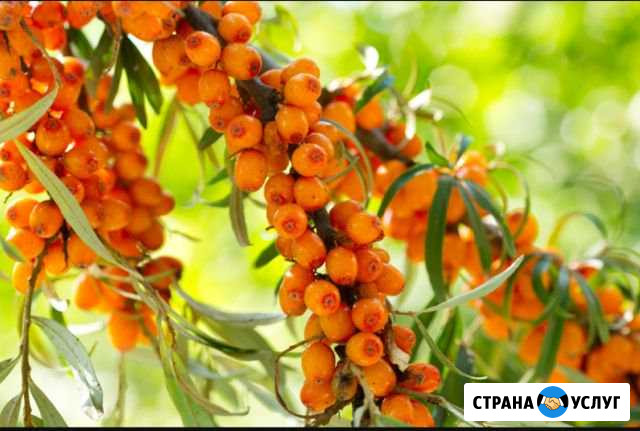 Продам облепиху Заринск - изображение 1