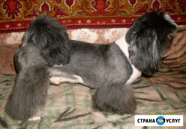 Стрижка собак и кошек Москва - изображение 1