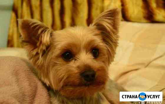 Вязка - Йоркширский терьер с документами 1000-2000 Санкт-Петербург