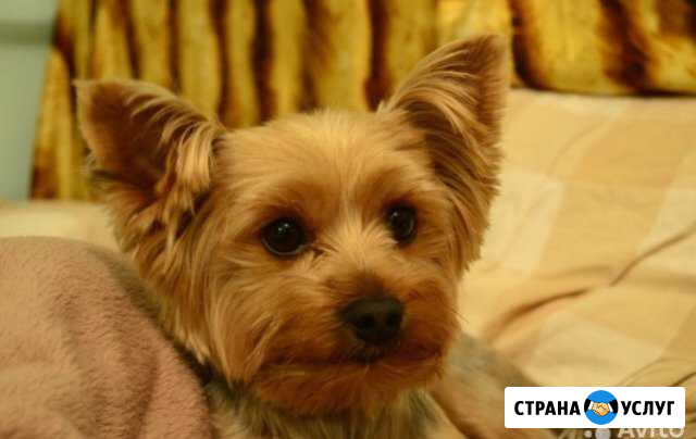 Вязка - Йоркширский терьер с документами 1000-2000 Санкт-Петербург - изображение 1