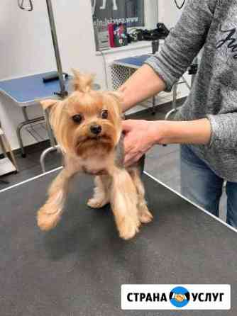 Стрижка собак 90р Москва