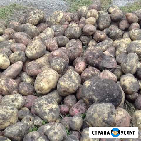 Свежий картофель Усть-Кокса - изображение 1