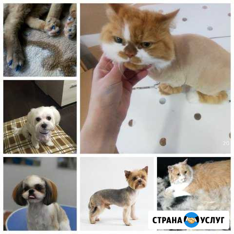 Стрижка кошек и собак, стрижка когтей Касли - изображение 1