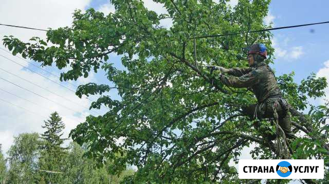 Спилить, удалить дерево Климовск - изображение 1