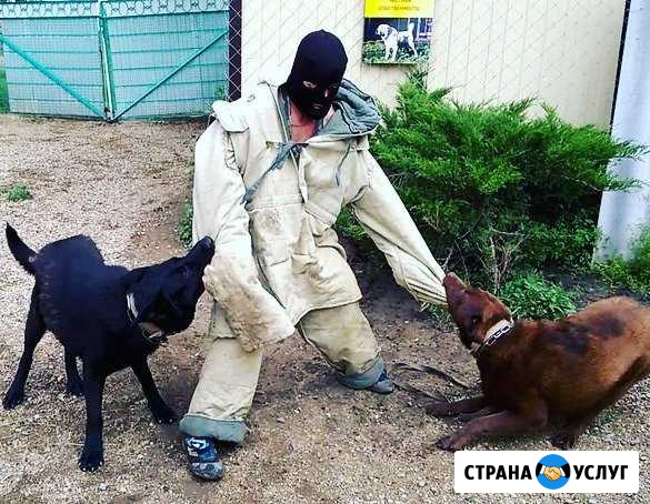Дрессировка собак всех пород Майкоп - изображение 1