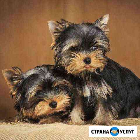 Стрижка собак и кошек. Выезд на дом Москва