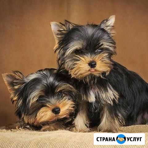 Стрижка собак и кошек. Выезд на дом Москва - изображение 1