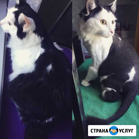 Услуги грумера стрижка с любовью Михайловка - изображение 1