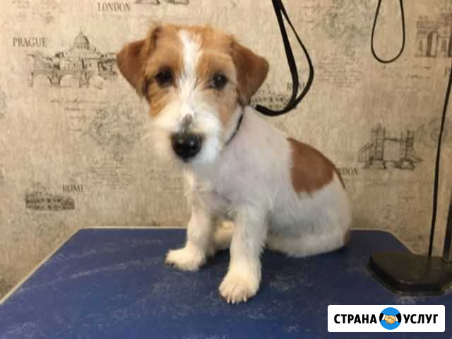Стрижки собак и кошек Новосибирск - изображение 1