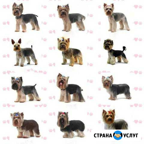 Стрижка йорков, мальт (гигиеническая и модельная ) Киров - изображение 1