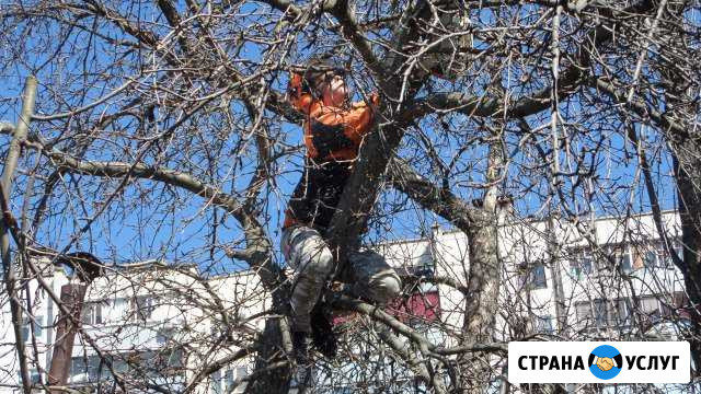 Спил, обрезка деревьев. Дробление пней.Покос травы Курск - изображение 1