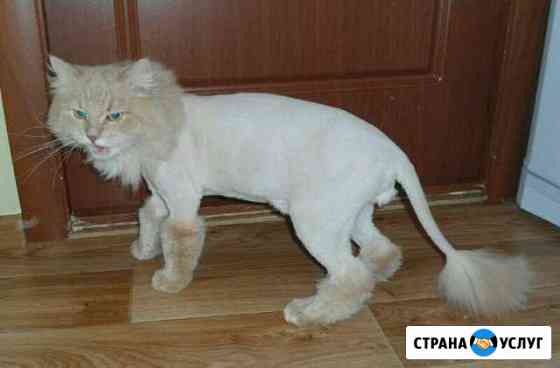 Стрижка собак, кошек, котов, котят без наркоза Москва