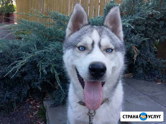 Вязка Хаски Новоаннинский - изображение 1