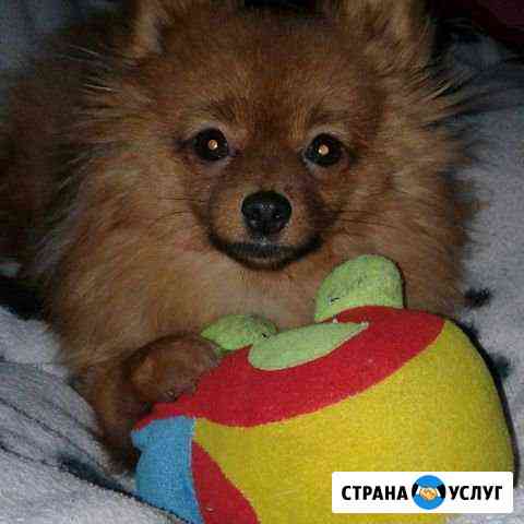 Передержка животных Выгоничи