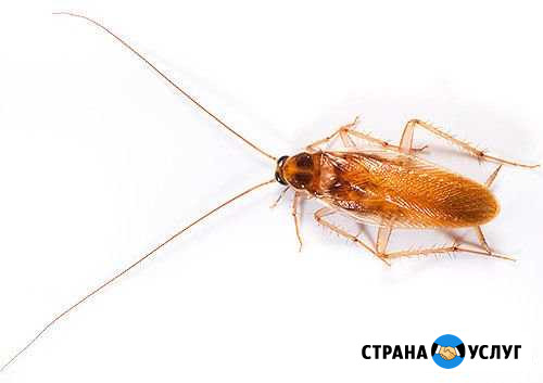 Дезинфекция. тараканы, блохи, клопы и другие вреди Алушта - изображение 1