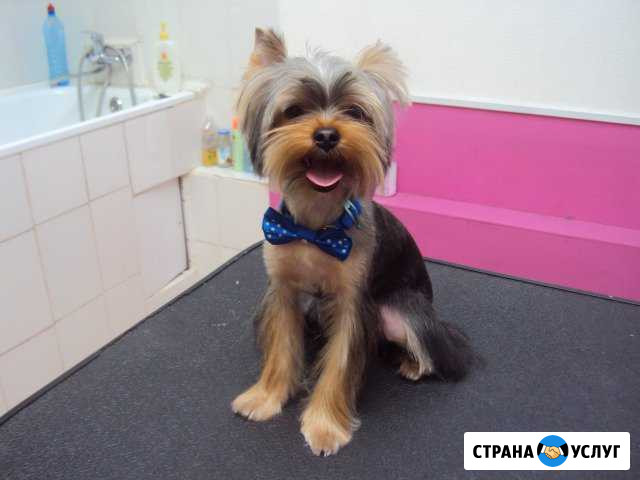 Профессиональная стрижка собак и кошек Златоуст - изображение 1