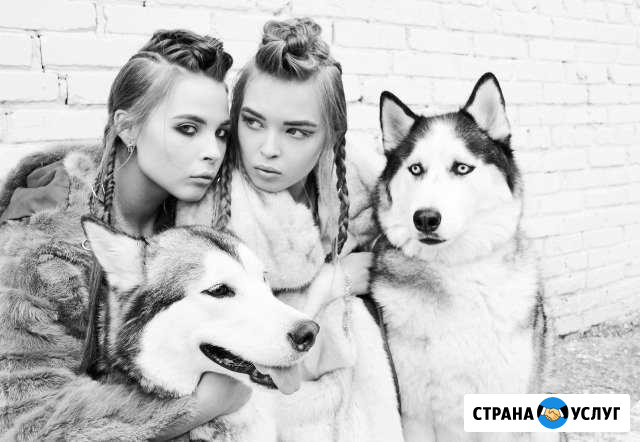 Хаски маламуты для фотосъемок аренда Озерск - изображение 1