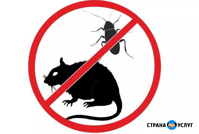 Истребление Тараканов Клопов Муравьев крыс и пр Новокузнецк - изображение 1