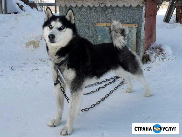 Хаски приглашает на вязку Молочное - изображение 1