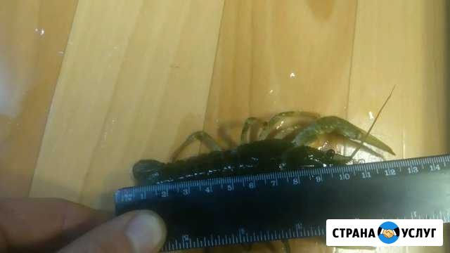 Рыбаки, раки живые, предлагаю сотрудничество Кызыл - изображение 1