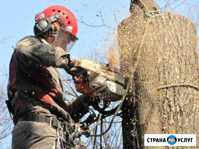 Спил, валка, удаление деревьев, корчёвка Переславль-Залесский - изображение 1